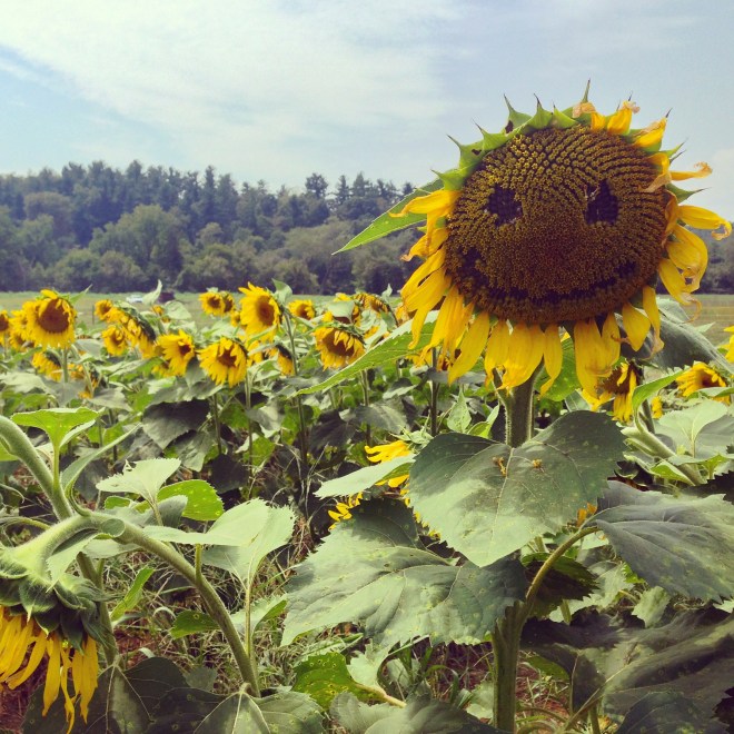 11 Best Views from on the Road in the South - Asheville, North Carolina via From the Road I'm On